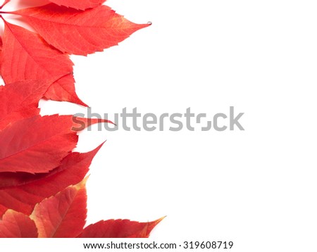 Red autumn leaves background with copy space. Virginia creeper leaves.