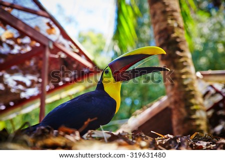 Toucan, Costa Rica, Central America