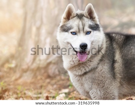 portrait of a dog, Siberian Husky with blue eyes in the woods on a cold autumn fallen brown leaves.