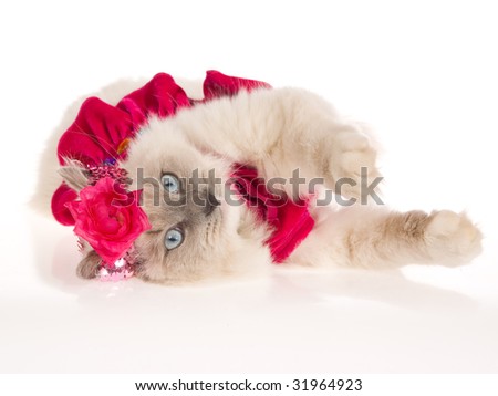 Ragdoll cat wearing frilly dress and head band, on white background