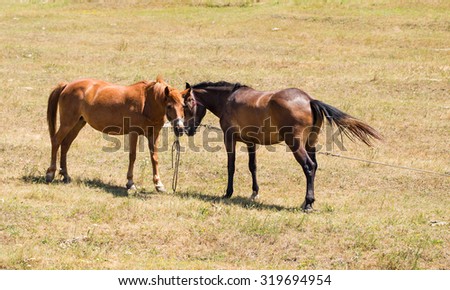 Two young embracing horses on the pasture next to each other.