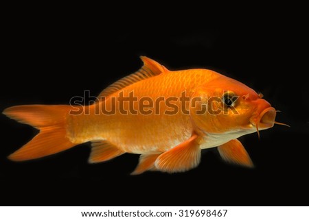 Common carp beautiful color n the dark (selective focus)