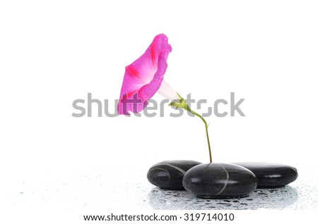 pink flower with stones and water drops isolated on white background