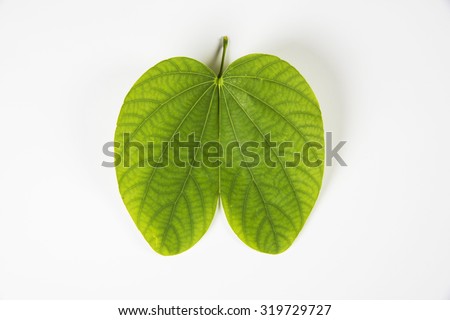 Happy Dussehra greeting card using apta  / Bauhinia racemosa / Bidi leaf  Royalty-Free Stock Photo #319729727