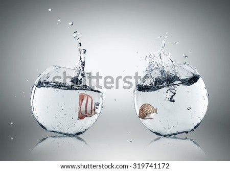 Two exotic fish each in round aquariums