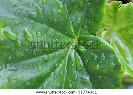 Macro shot of wet leaves with rain drops