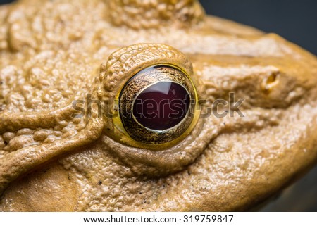 Close up eye of yellow frog
