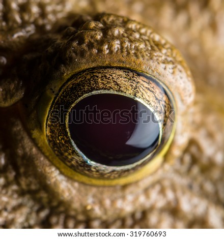 Close up eye of yellow frog