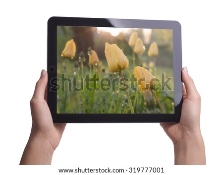 tulips on screen tablet