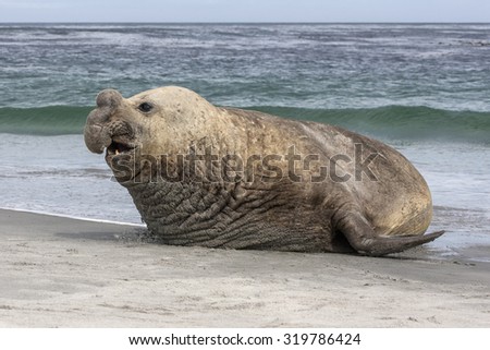 Southern Elephant Seal bull - Mirounga leonina Royalty-Free Stock Photo #319786424