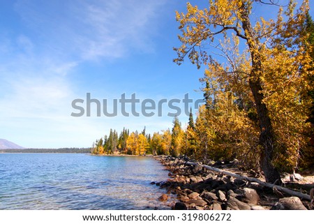 Autumn trees by Jackson lake in Wyoming