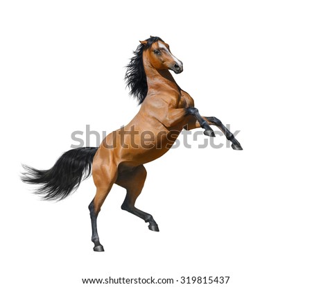 Bay horse rearing - isolated on a white background.