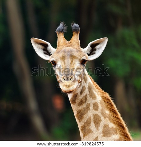 Face of giraffe.
