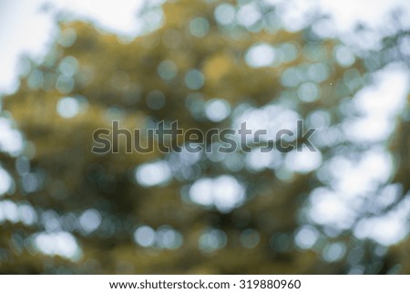 Nature green bokeh from tree background