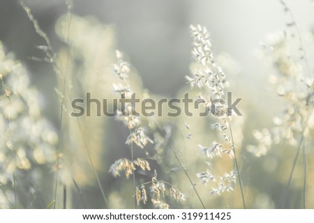Flowers grass blurred bokeh background vintage.