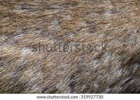 Deer Abstract background Fur
