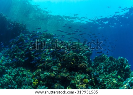 Tropical fish on background of a coral reef