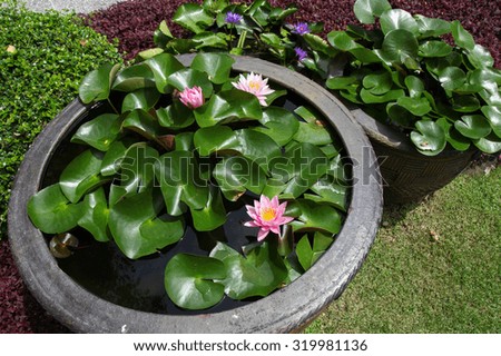 Lotus in sink.