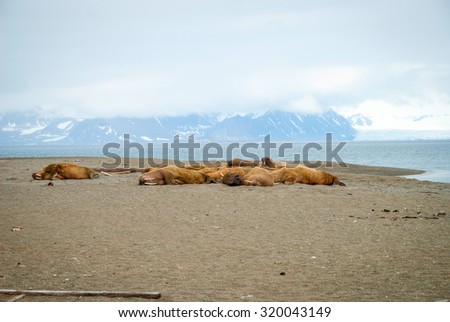 Walruses lying on the shore in Svalbard, Arctic