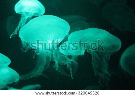 jellyfish moon bio-luminescent bio fluorescent under blue lights, duo tone Moon Jellyfish variety swims underwater  (Aurelia Aurita) saucer jelly medusa Bioluminescence stock, photo, photograph,