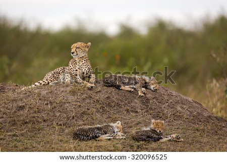 Cheetah with cubs in Kenya, Africa