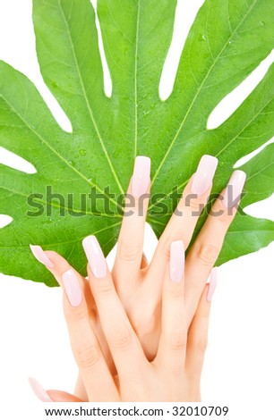picture of female hands with green leaf over white