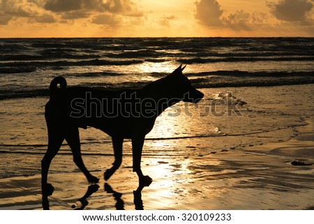 Dog silhouette walking on a sandy beach background sunset.