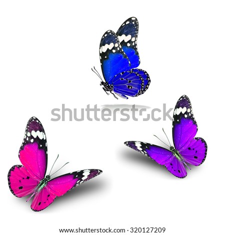 The set of beautiful flying pink purple and blue butterflies with soft shadow on the white background