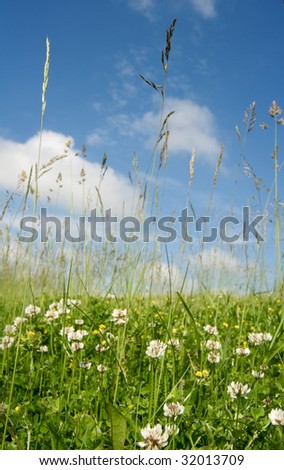 clover in the meadow