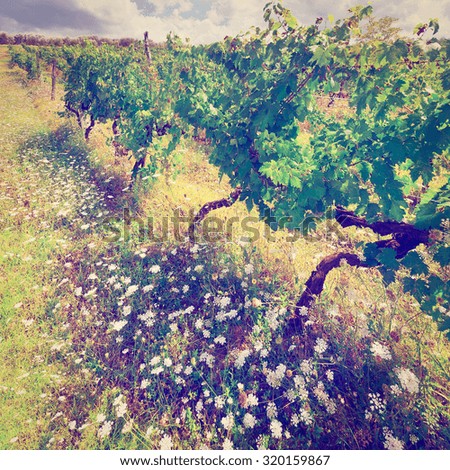 Vineyard with Ripe Grapes in the Autumn in Italy, Vintage Style Toned Picture
