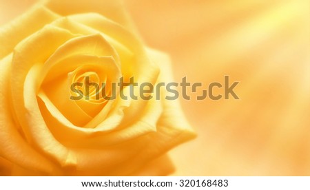 Yellow rose illuminated by sun rays on yellow background