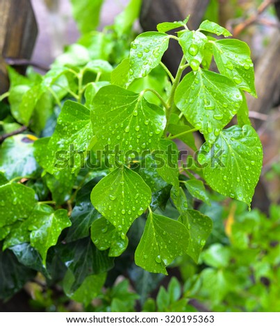 green leaves with rain drop in the rainy season.