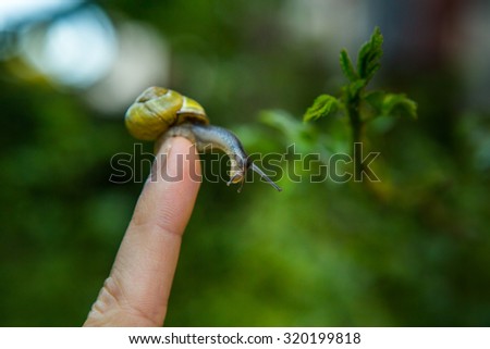 Snail sitting on a finger