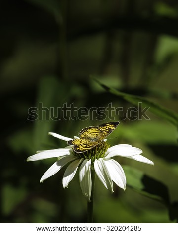 A moth landed on a cone flower daisy in my front yard and was kind enough to hang around fora some pictures