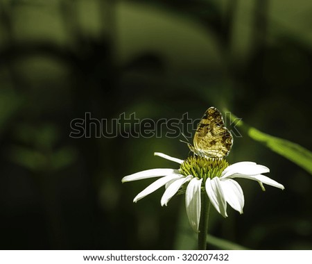 A moth landed on a cone flower daisy in my front yard and was kind enough to hang around for some pictures