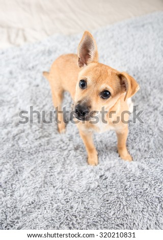 Cute Fawn Terrier Mix Puppy on Human Bed 