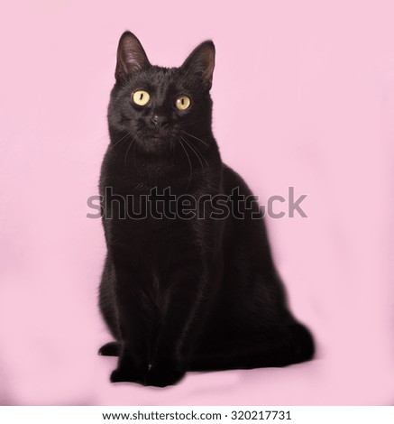 Black cat sitting on pink background