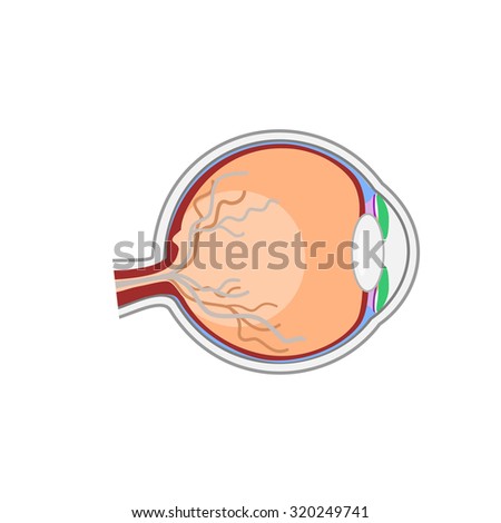 Normal eye Anatomy vector