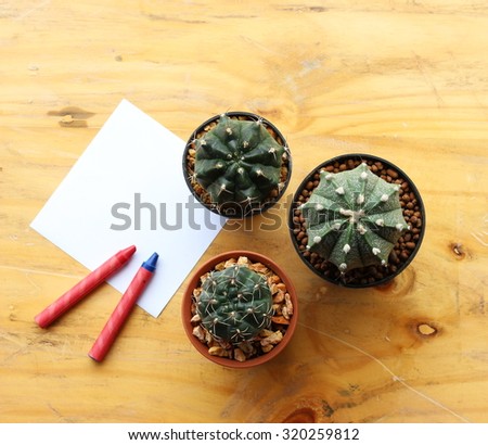  Still Life Natural Three Cactus Plants on Vintage White Wood Background Texture with Note Paper