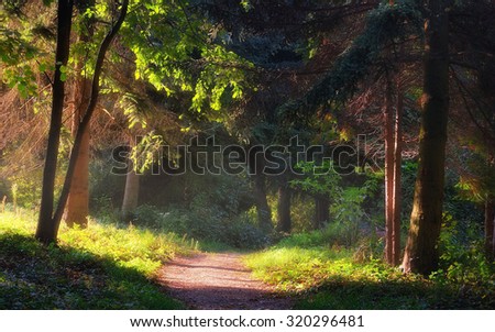 Walkway in the garden with morning lights, Pannonhalma Arboretum, Hungary