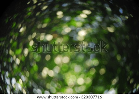 abstract photo of light burst among trees and glitter bokeh lights. filtered image and texture