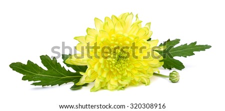 beautiful yellow daisies isolated on white background