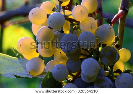 Homegrown bunch of white grapes with green leaves