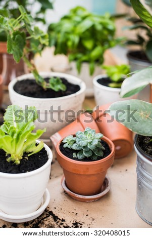 Natural plants in pots, green garden on a balcony. Urban gardening, home planting.