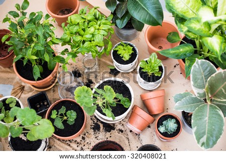 Natural plants in pots, green garden on a balcony. Urban gardening, home planting. Royalty-Free Stock Photo #320408021