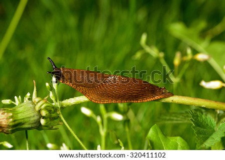 Spanish slug (Arion vulgaris) invasion in garden. Invasive slug. Garden problem. Europe. Royalty-Free Stock Photo #320411102