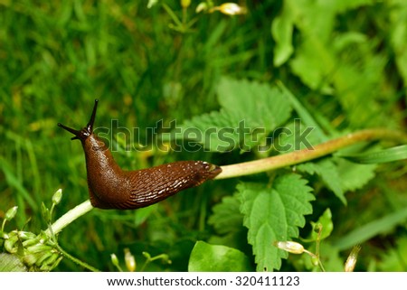 Spanish slug (Arion vulgaris) invasion in garden. Invasive slug. Garden problem. Europe. Royalty-Free Stock Photo #320411123