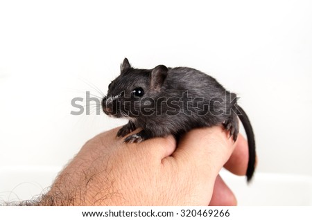 Gerbil black on hand