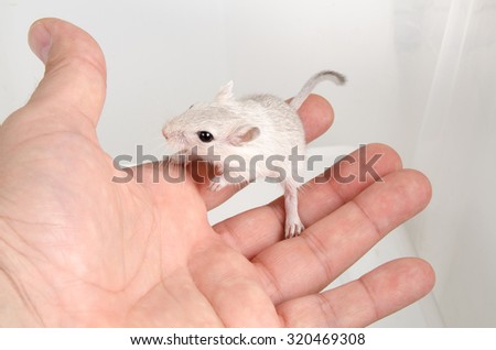 Gerbil white on hand