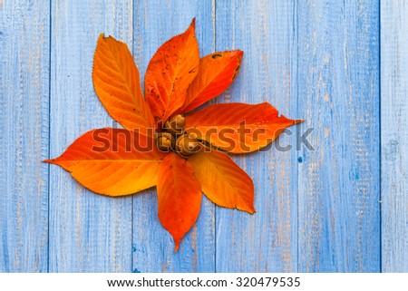 The composition of autumn leaves: flower of acorns in the middle